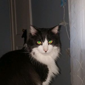 Meet your Posher, Anne